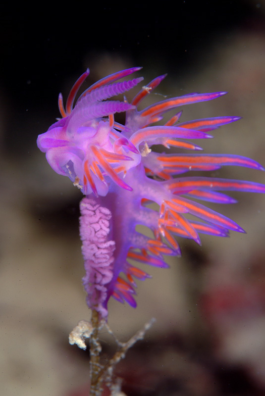 Flabellina affinis ed uova